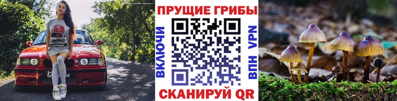 Купить закладки  Кувшиново  Псилоцибиновые грибы GOLDEN TEACHER 